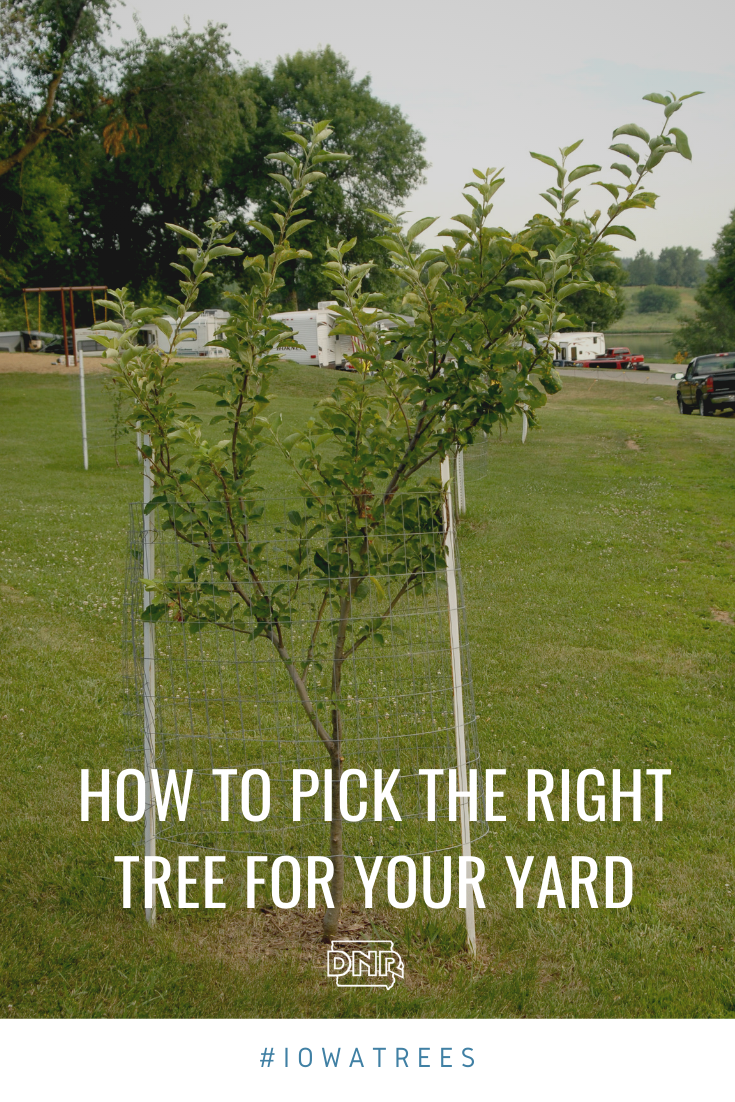 Keep these five things in mind when adding new trees to your yard or property  |  Iowa DNR